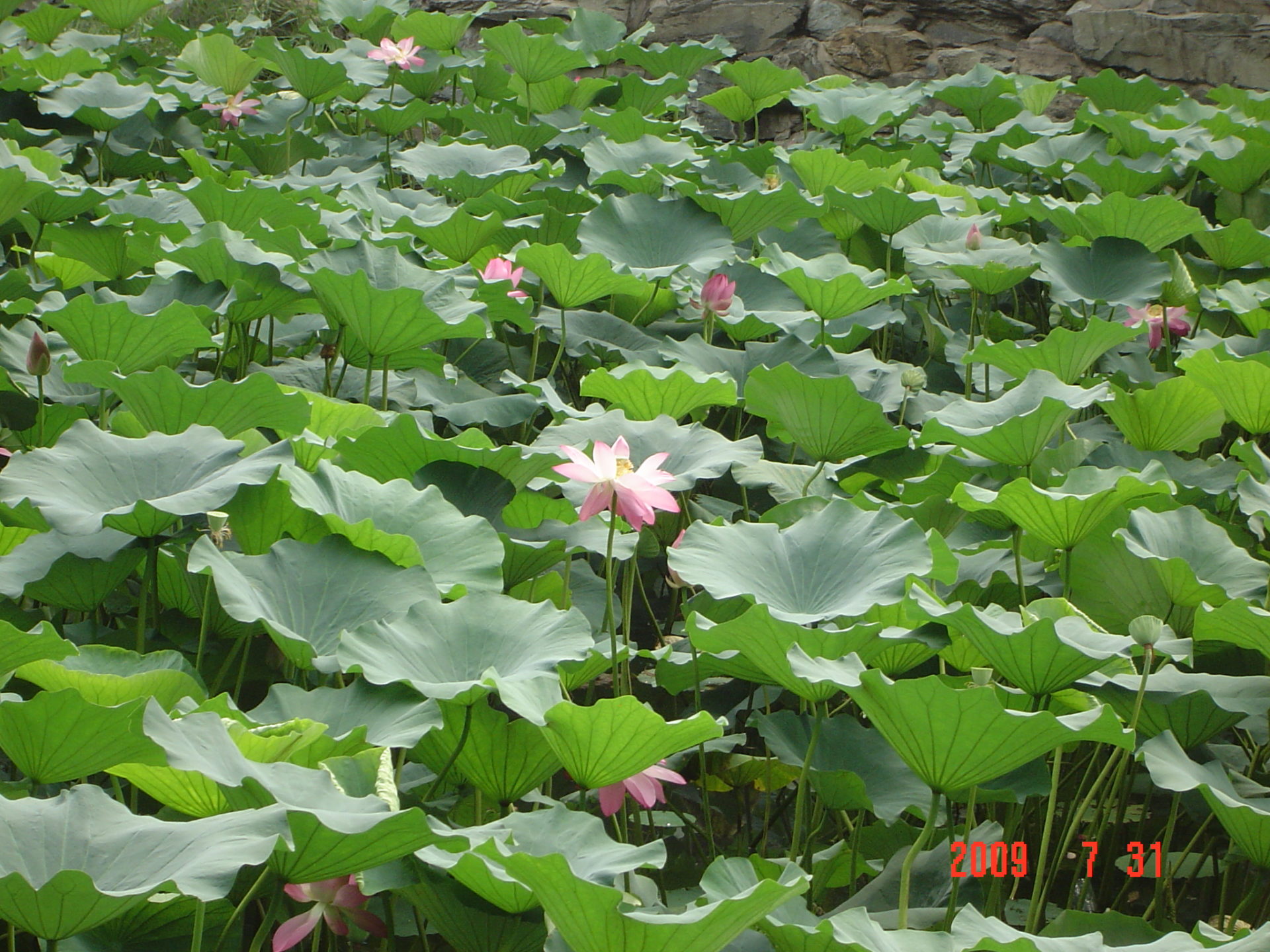 Miki Carter, Beijing - Lotus